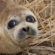 caspian seal moulting kmos bay