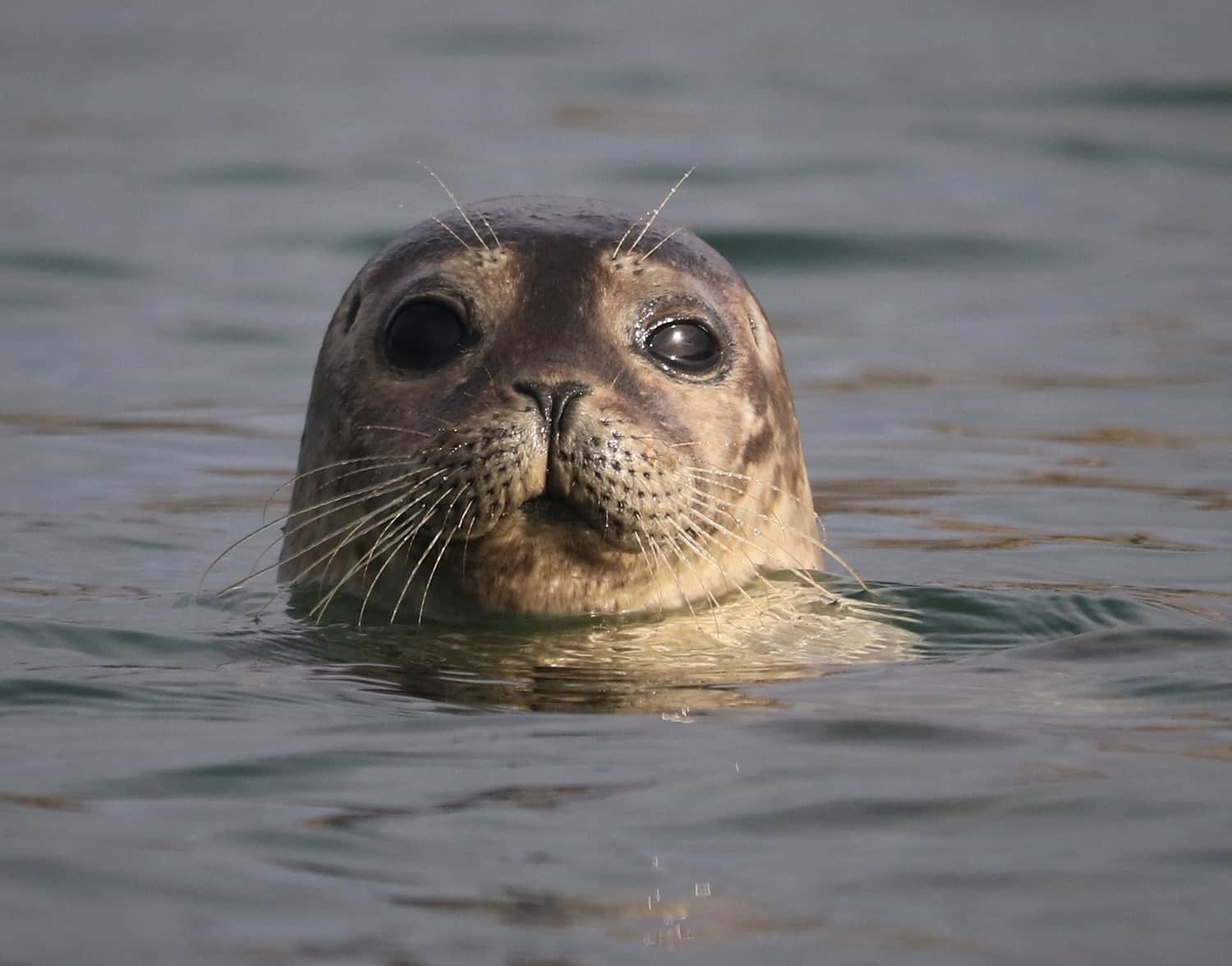 36 new candidate Important Marine Mammal areas (cImmas) announced in ...